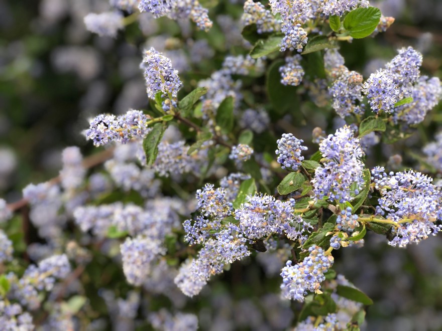 no flowers short story janet hu